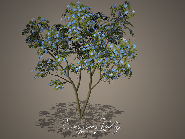 Tree Lilac Blue