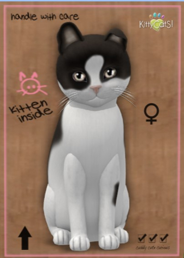 KittyCatS Box - New Born Kitten