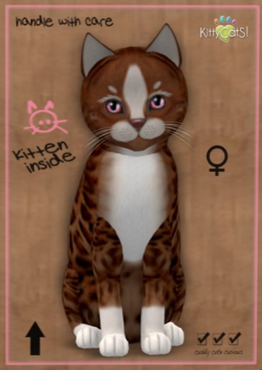 KittyCatS Box - New Born Kitten