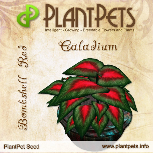 PlantPet Seed [Caladium *Bombshell Red*]