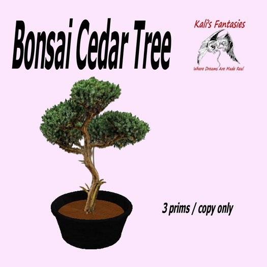 Cedar Bonsai