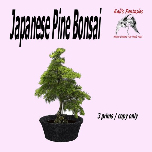 Japanese Pine Bonsai Tree
