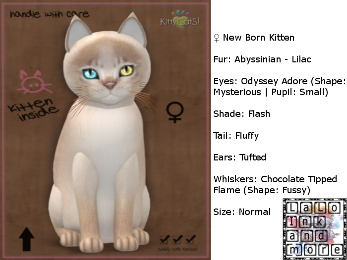 KittyCatS Box - New Born Kitten