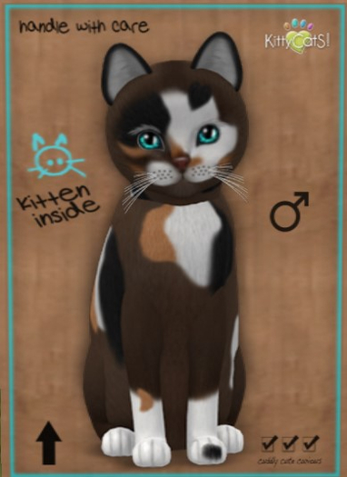 KittyCatS Box - New Born Kitten