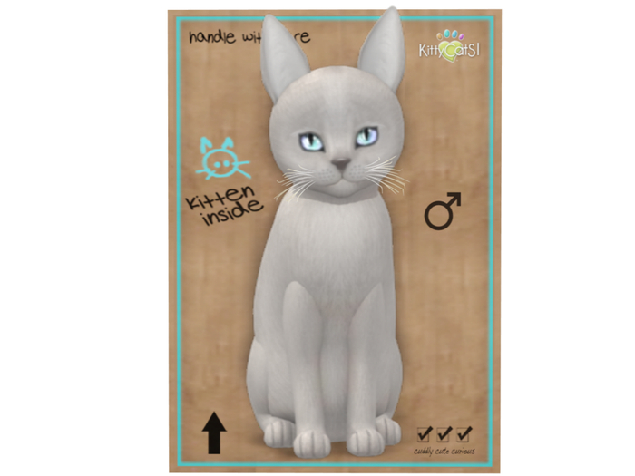 KittyCatS Box - 9 T - M - Abyssinian - Platinum - CaBBits