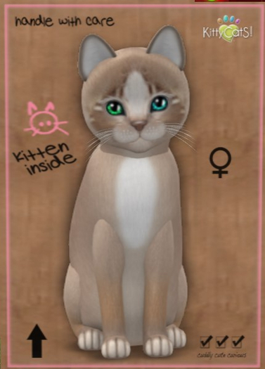 KittyCatS Box - New Born Kitten