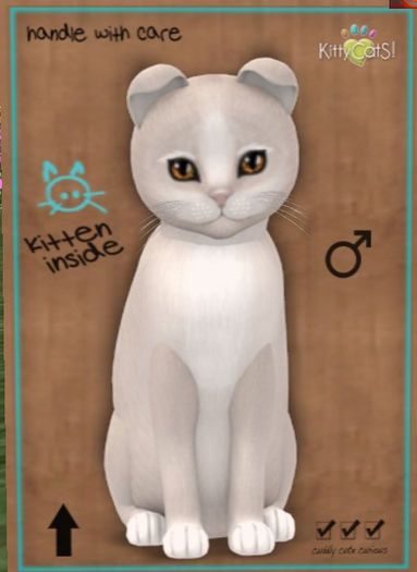 KittyCatS Box - New Born Kitten