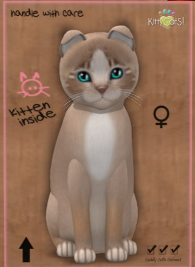 KittyCatS Box - New Born Kitten