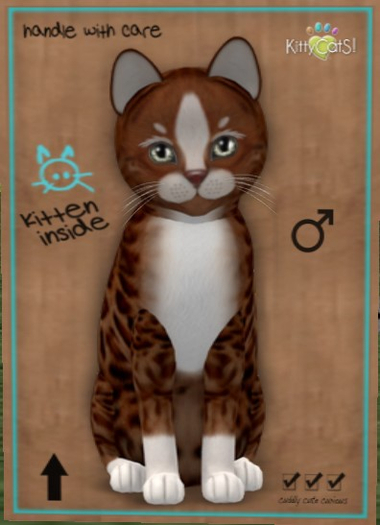 KittyCatS Box - New Born Kitten