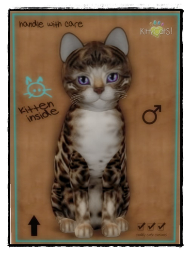 KittyCatS Box - New Born Kitten