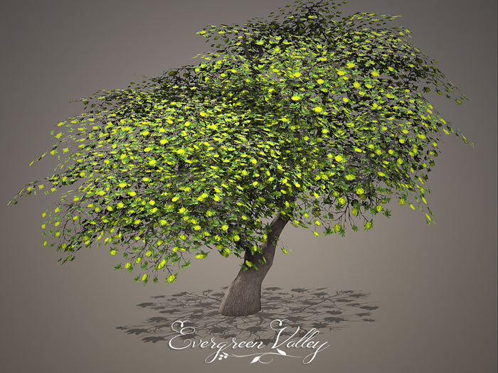 Tree Rhodondendron Yellow