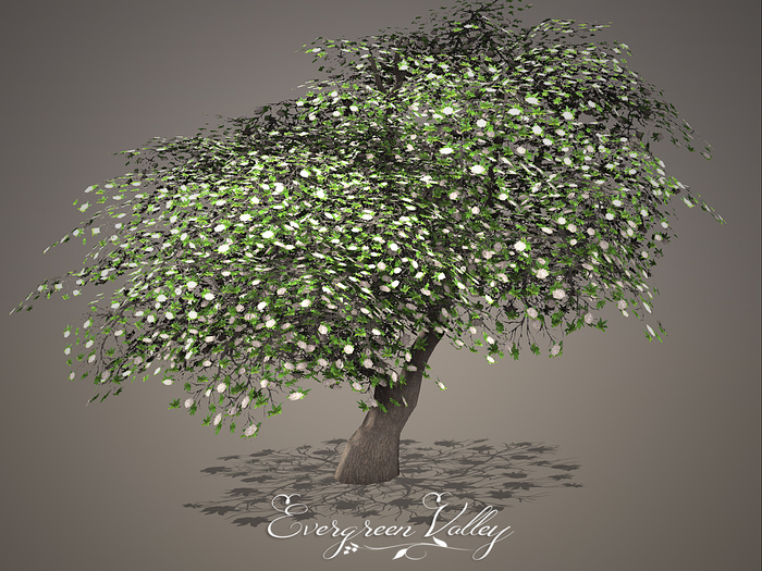 Tree Rhodondendron White
