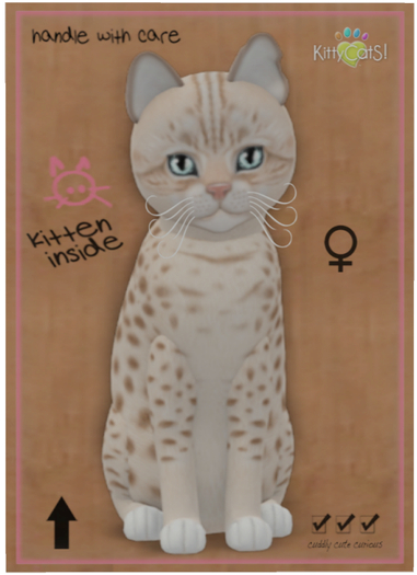 KittyCatS Box - Ocicat - Lavender