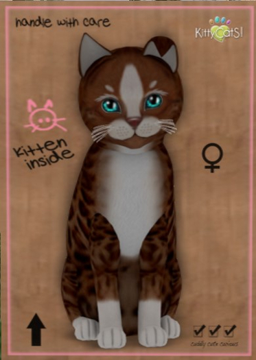 KittyCatS Box - New Born Kitten