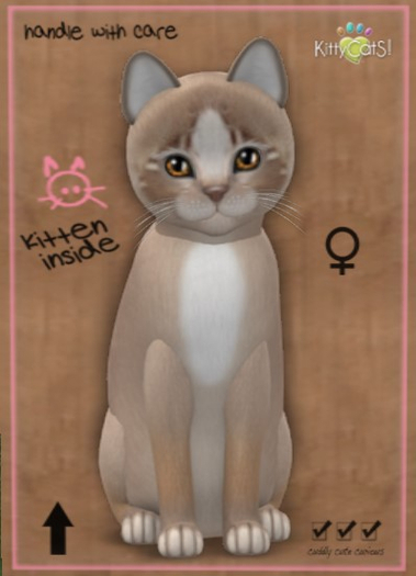 KittyCatS Box - New Born Kitten