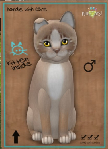 KittyCatS Box - New Born Kitten