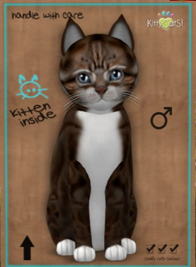 KittyCatS Box - New Born Kitten