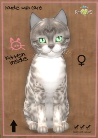 KittyCatS Box - New Born Kitten