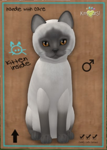 KittyCatS Box - New Born Kitten