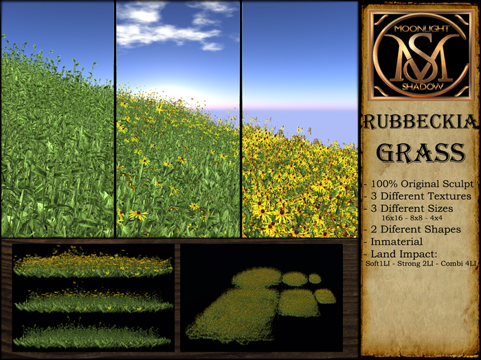 "Moon_Sha" Rubeckia Grass (Boxed)