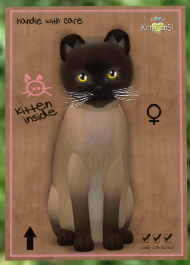 KittyCatS Box - New Born Kitten
