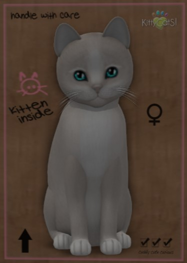 KittyCatS Box - New Born Kitten