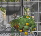 Cj%20lena%20wall%20planter%20yellow 01