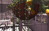 Cj%20lena%20wall%20planter%20yellow 06