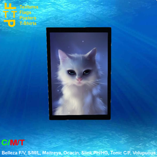 Picture frame cute white cat sit