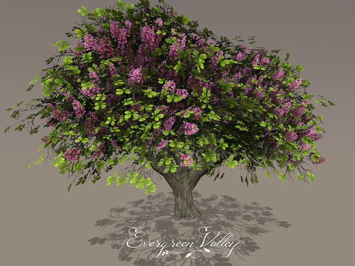 Tree|Chestnut-Blooming-Red Tree|Tree Blooming |Tree