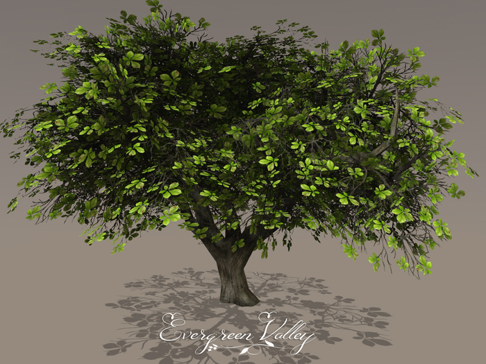 Tree|Chestnut Tree|Tree