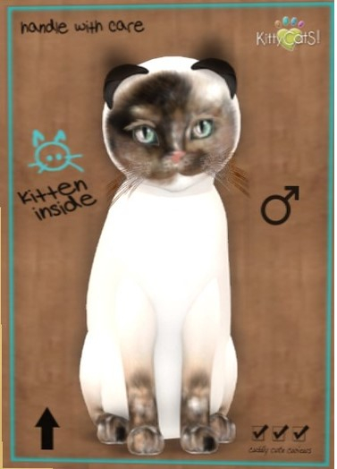 KittyCatS Box - New Born Kitten