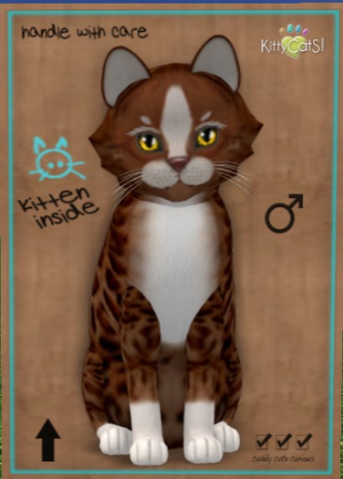 KittyCatS Box - New Born Kitten