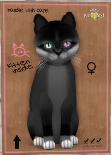 KittyCatS Box - New Born Kitten