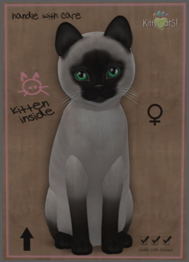 KittyCatS Box - New Born Kitten
