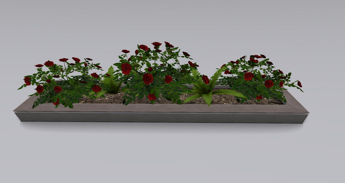 Planter with roses and ferns
