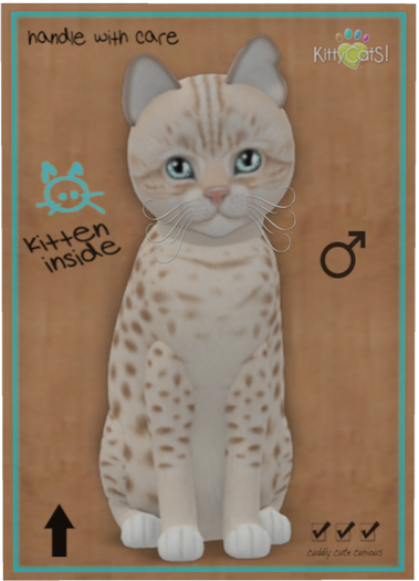 KittyCatS Box - Ocicat - Lavender