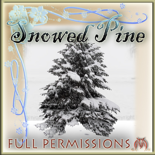 Snowed Pine fp Box