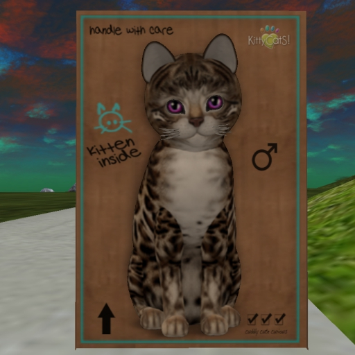 KittyCatS Box - Bengal - Tawny