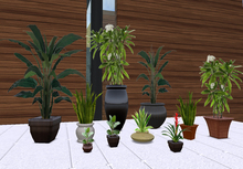 *~Fancy That~* Plant Collection