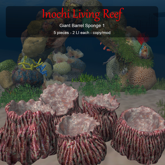 Inochi Reef : Giant Barrel Sponge 1