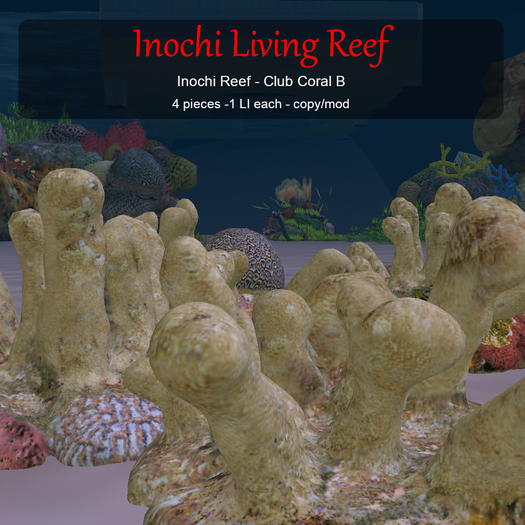 Inochi Reef : Club Coral B