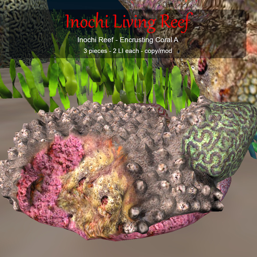 Inochi Reef - Encrusting Coral