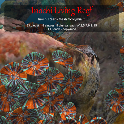 Inochi Reef - Mesh Scolymia Q