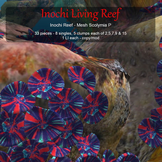 Inochi Reef - Mesh Scolymia P