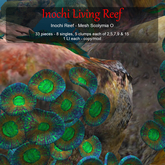 Inochi Reef - Mesh Scolymia O