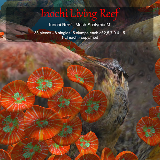 Inochi Reef - Mesh Scolymia M