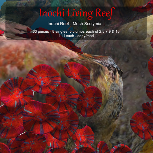 Inochi Reef - Mesh Scolymia L