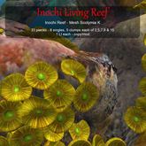 Inochi Reef - Mesh Scolymia K