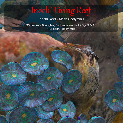 Inochi Reef - Mesh Scolymia I